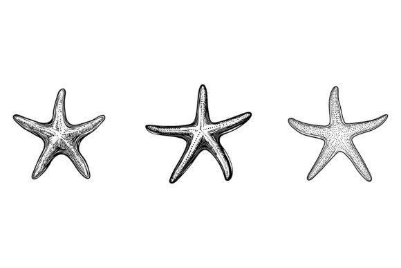 Starfishes as Design Inspiration: Understanding AI EPS Illustration Collections and Their Creative Value